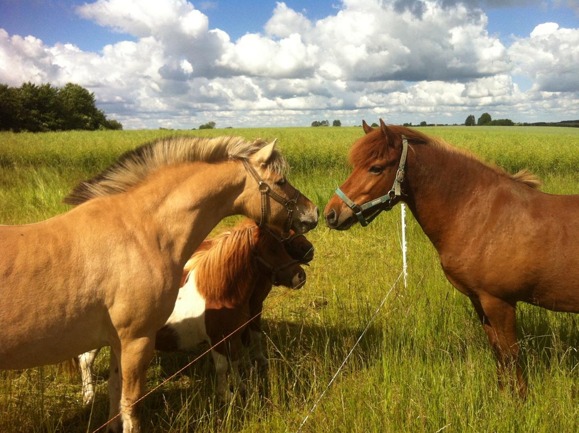 Anden særlig race Charlie billede 12