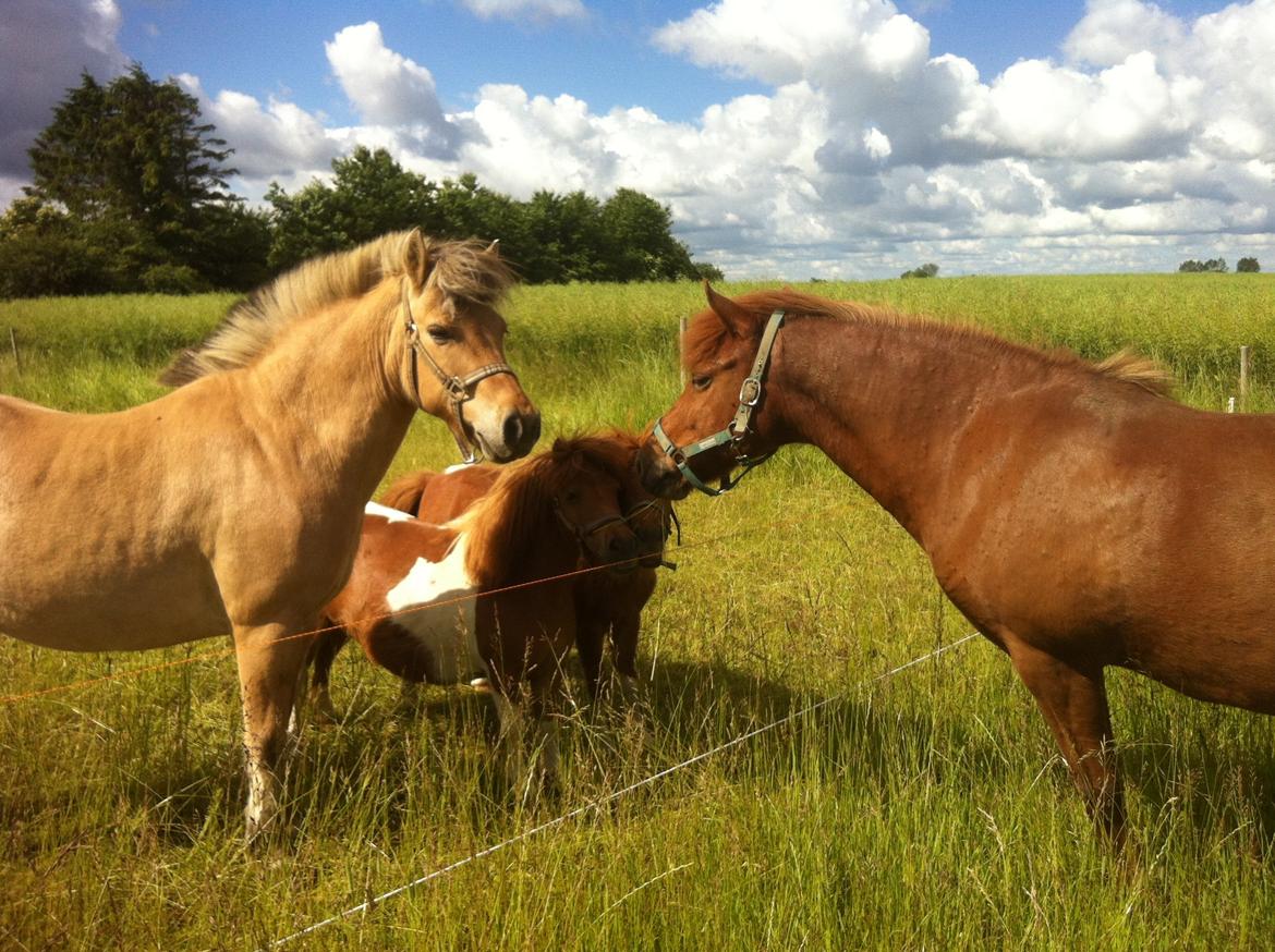 Anden særlig race Charlie billede 16
