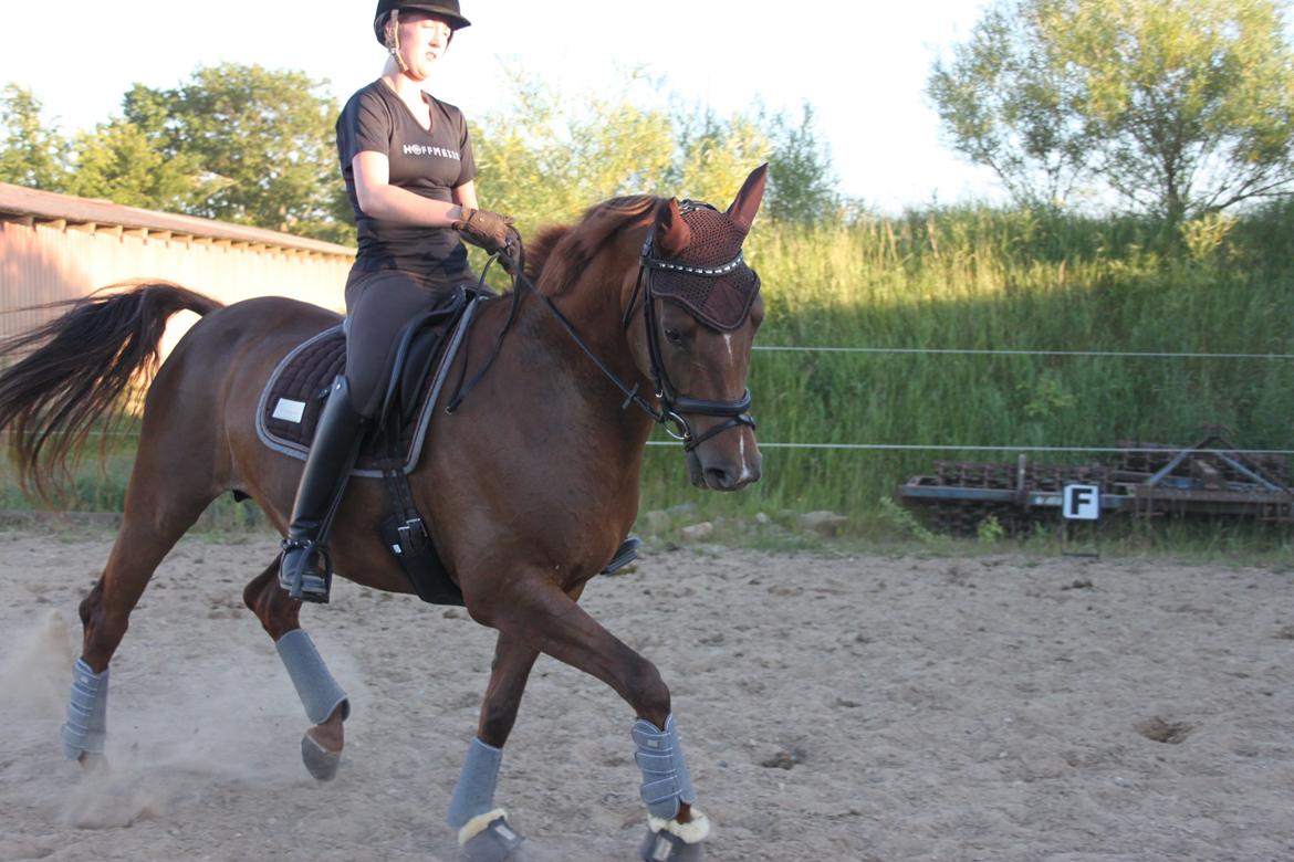 Hannoveraner Hedebo's Diana billede 10