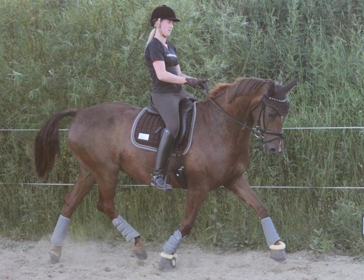 Hannoveraner Hedebo's Diana billede 12