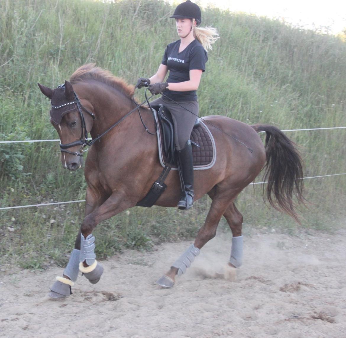 Hannoveraner Hedebo's Diana billede 15