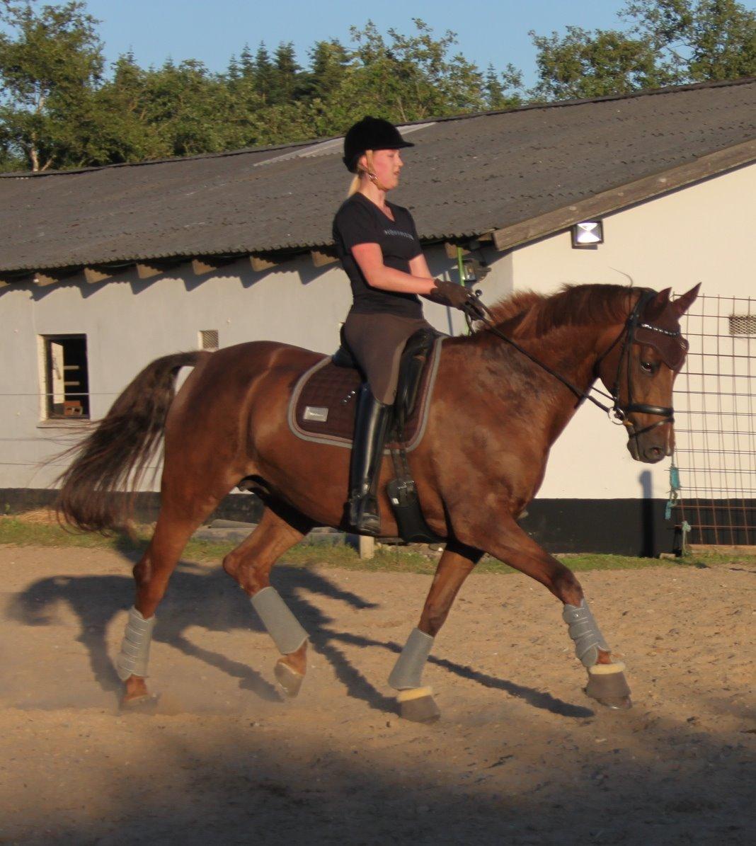Hannoveraner Hedebo's Diana billede 16