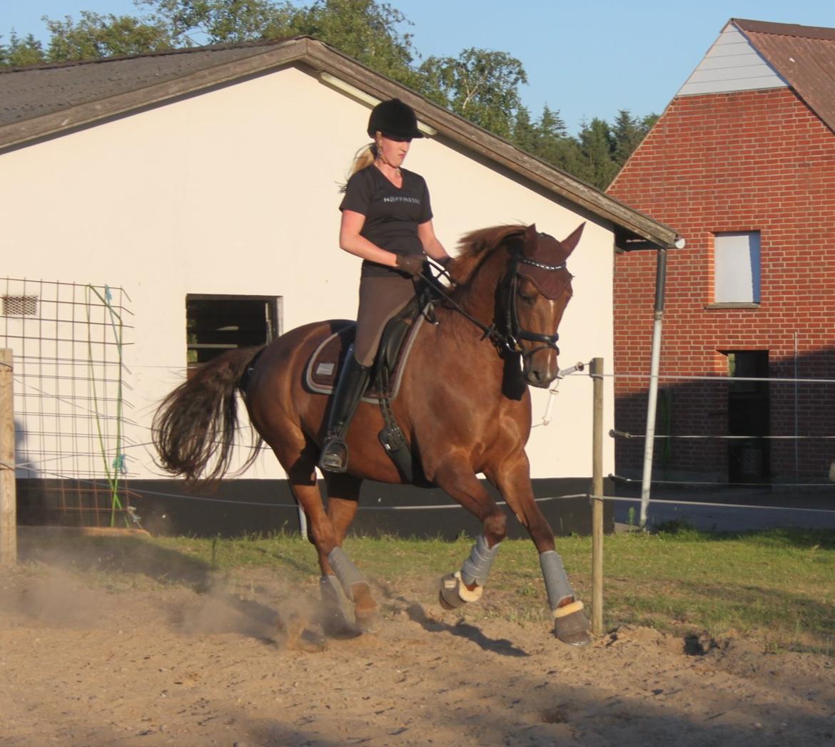 Hannoveraner Hedebo's Diana billede 17