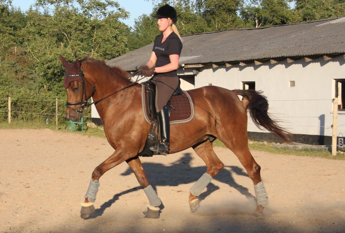 Hannoveraner Hedebo's Diana billede 20