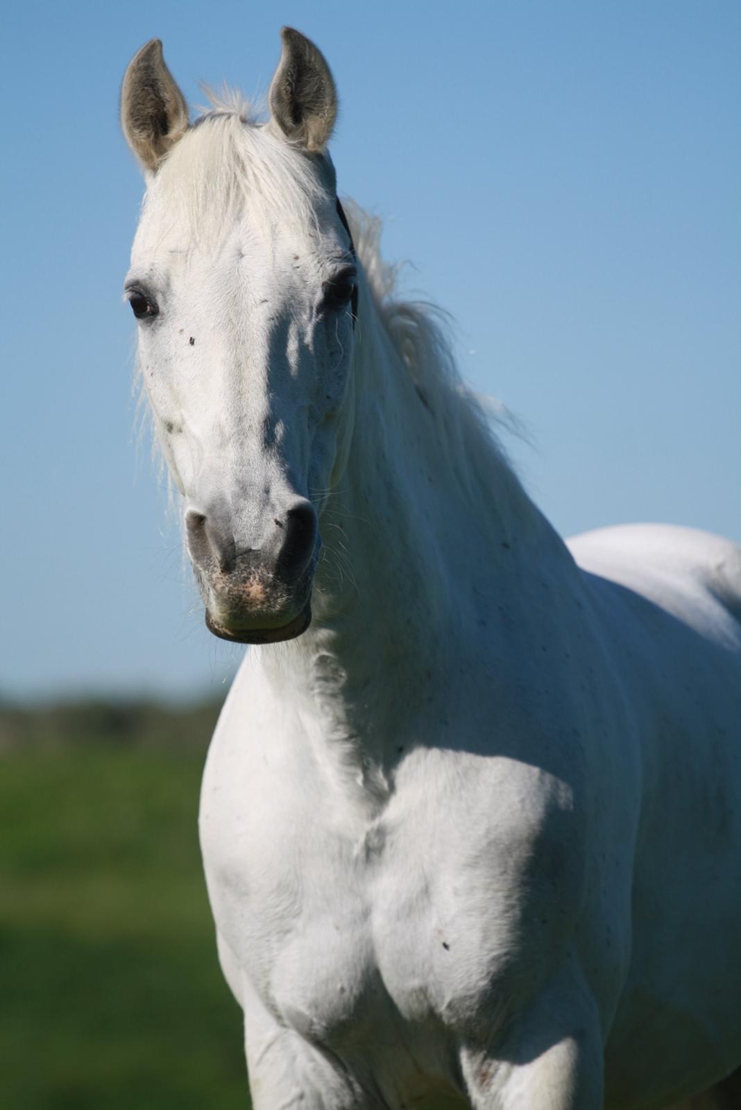 Shagya Araber (SH) Seagal Bajar billede 15