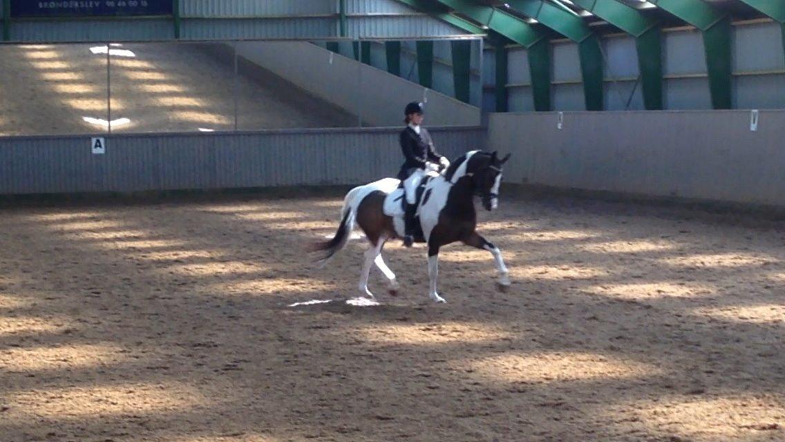 Dansk Varmblod Hedens Pacifique billede 17