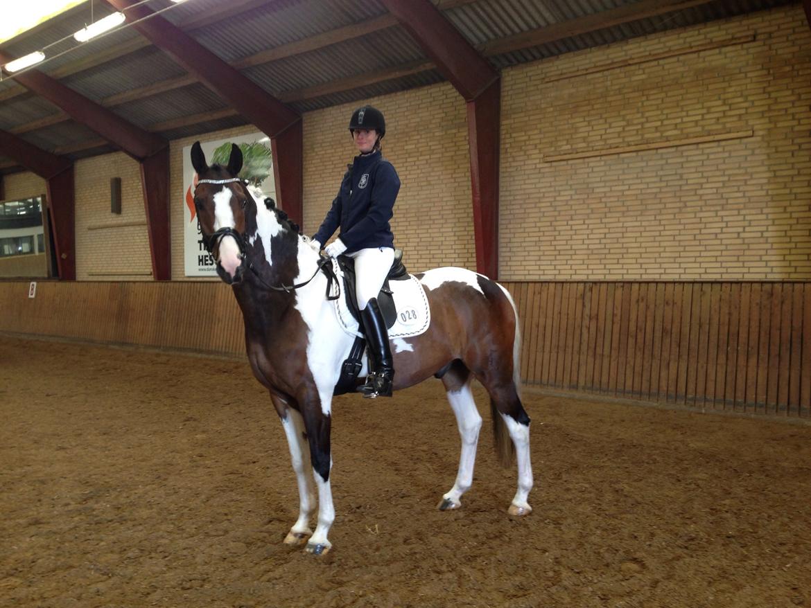 Dansk Varmblod Hedens Pacifique billede 20