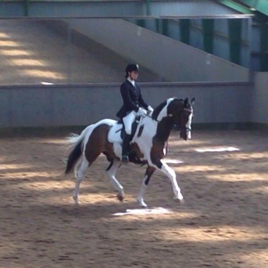 Dansk Varmblod Hedens Pacifique billede 19