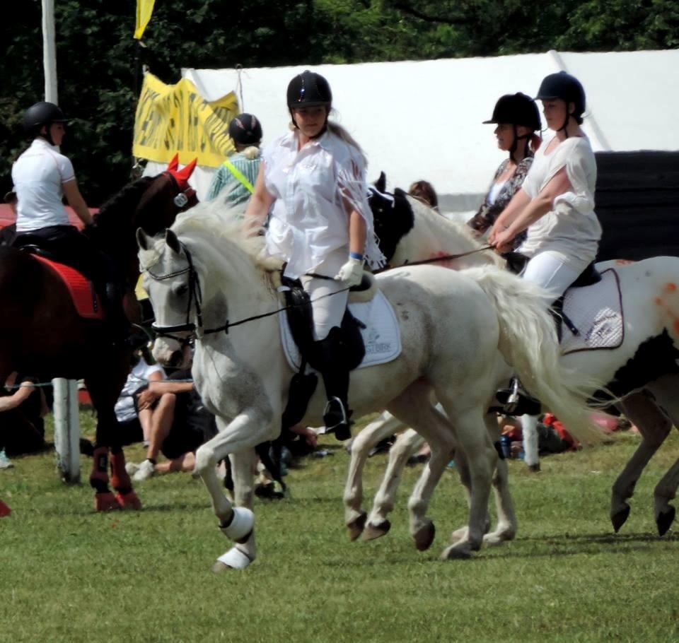 Pinto Savannah - Det Fynske dyrskue 2014 billede 3