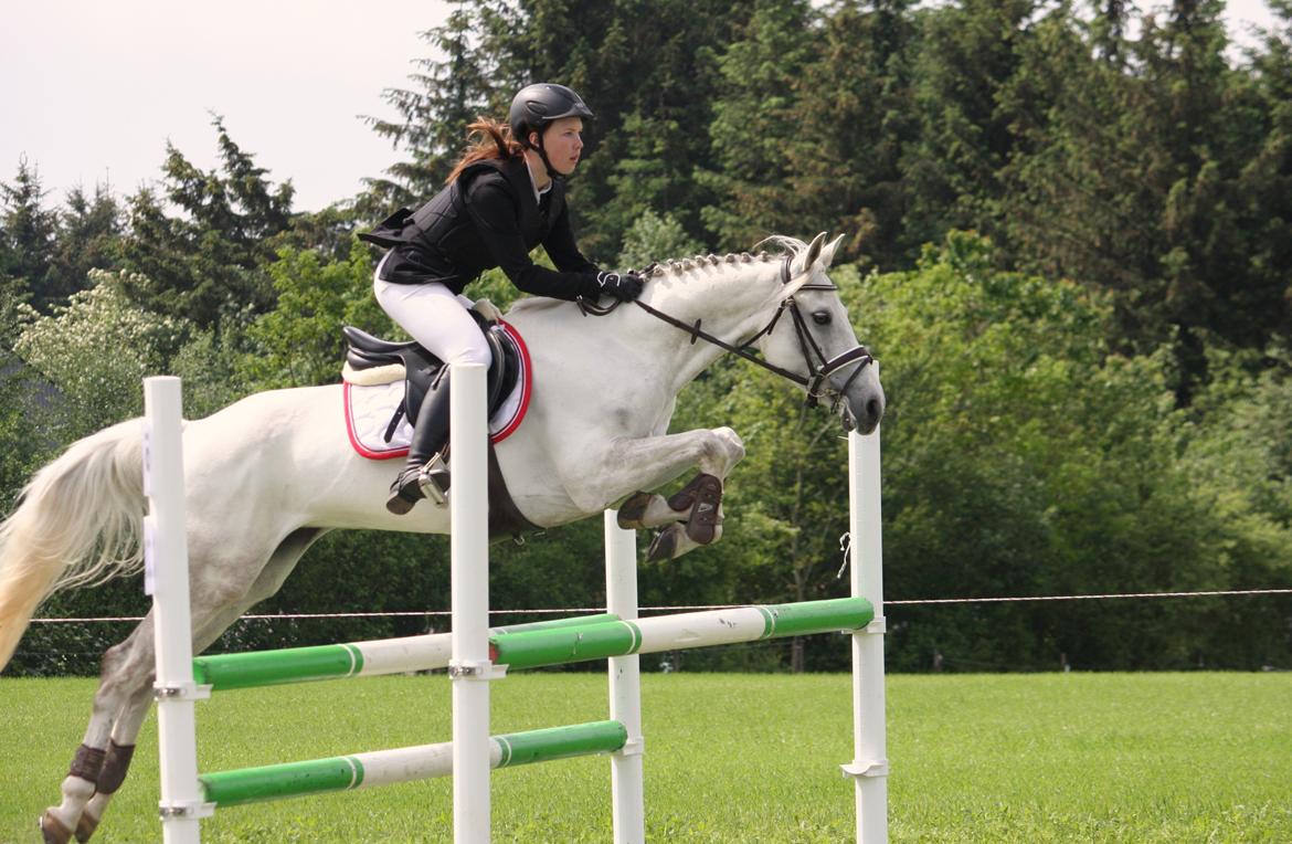 Welsh Partbred (Sec F) Floor billede 2