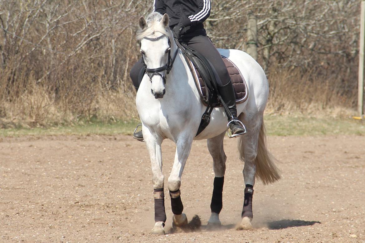 Welsh Partbred (Sec F) Floor billede 11