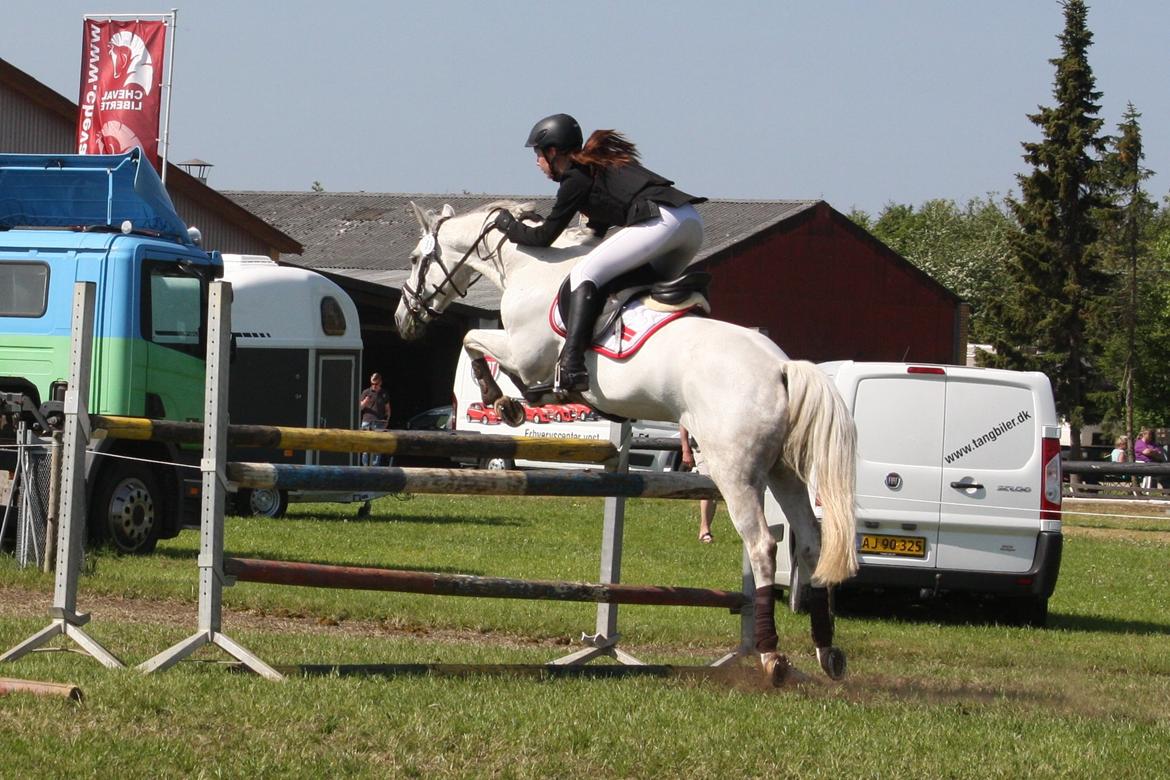 Welsh Partbred (Sec F) Floor billede 16