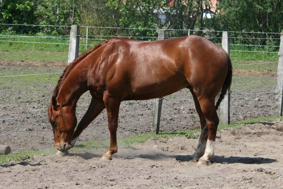 Paint JB Gunning Victory billede 4