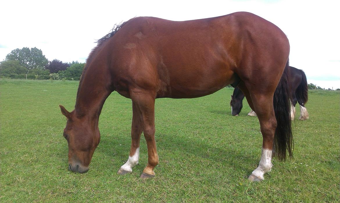 Paint JB Gunning Victory billede 13