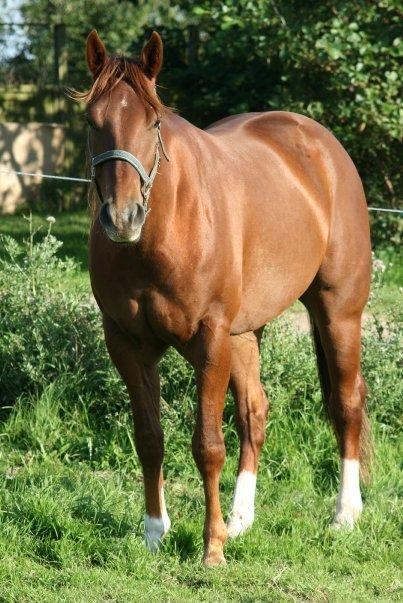 Paint JB Gunning Victory - Smukke dreng - foto fra tidligere ejer billede 7