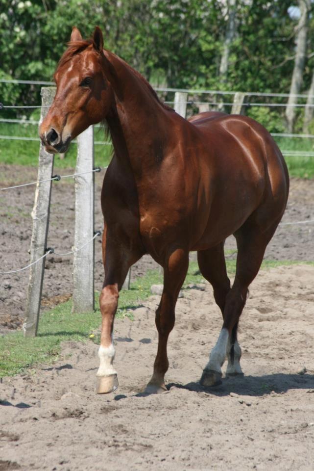 Paint JB Gunning Victory - Gunnar hos tidl ejer billede 6