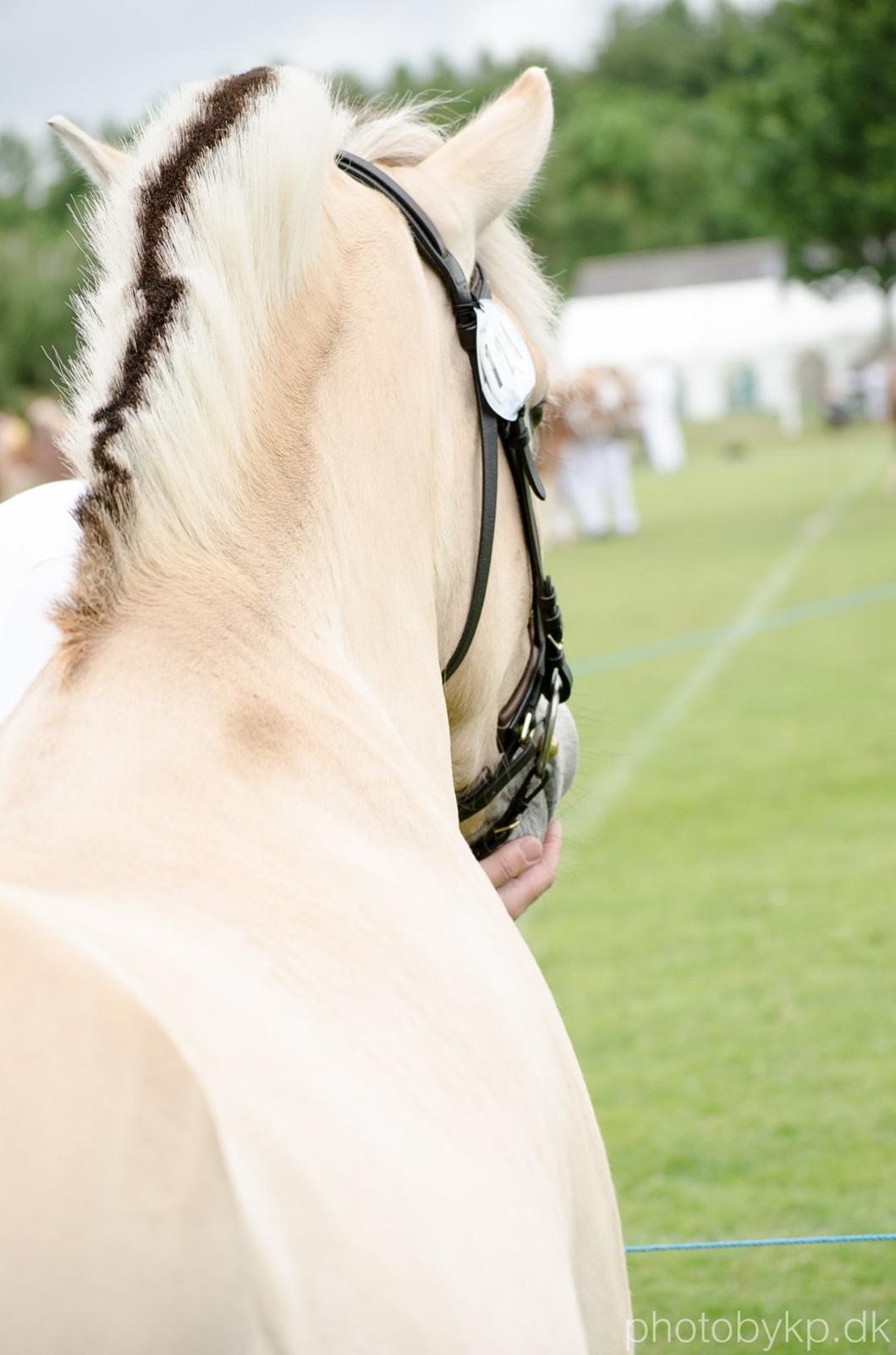 Fjordhest KRAGELUNDS TRYM - 14.06.14 - Smukke Trym <3 billede 32