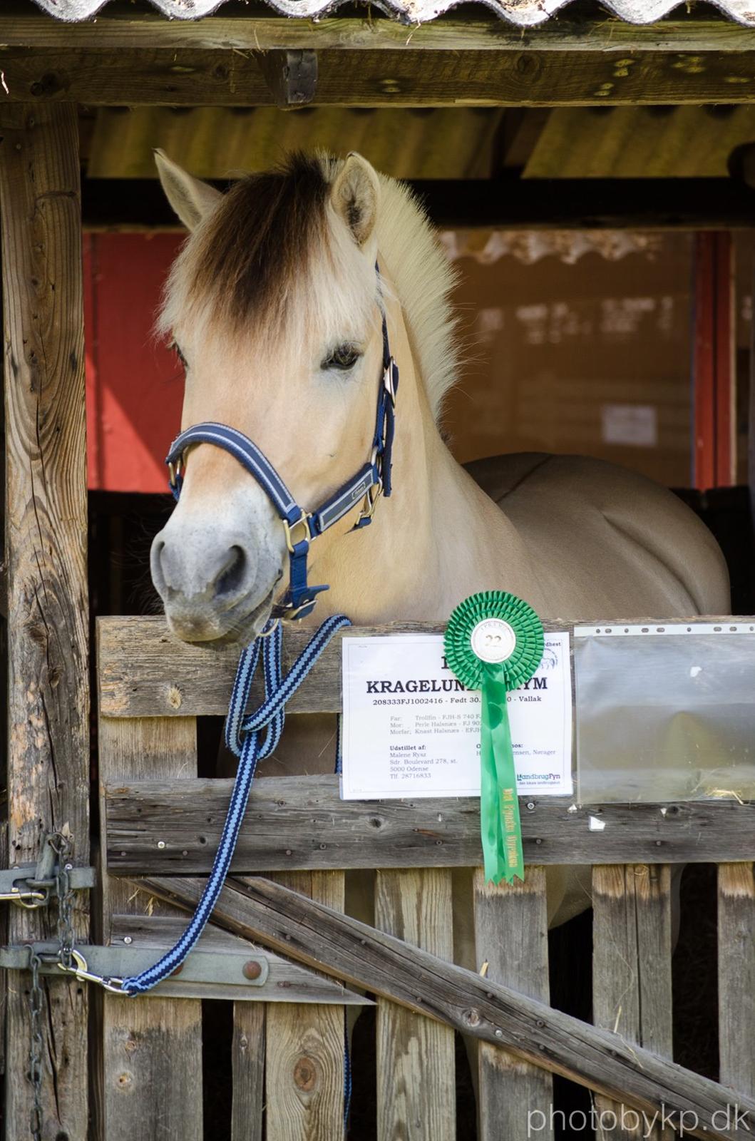 Fjordhest KRAGELUNDS TRYM - 13.06.14 - Trym i sin boks på dyrskuet :) billede 37