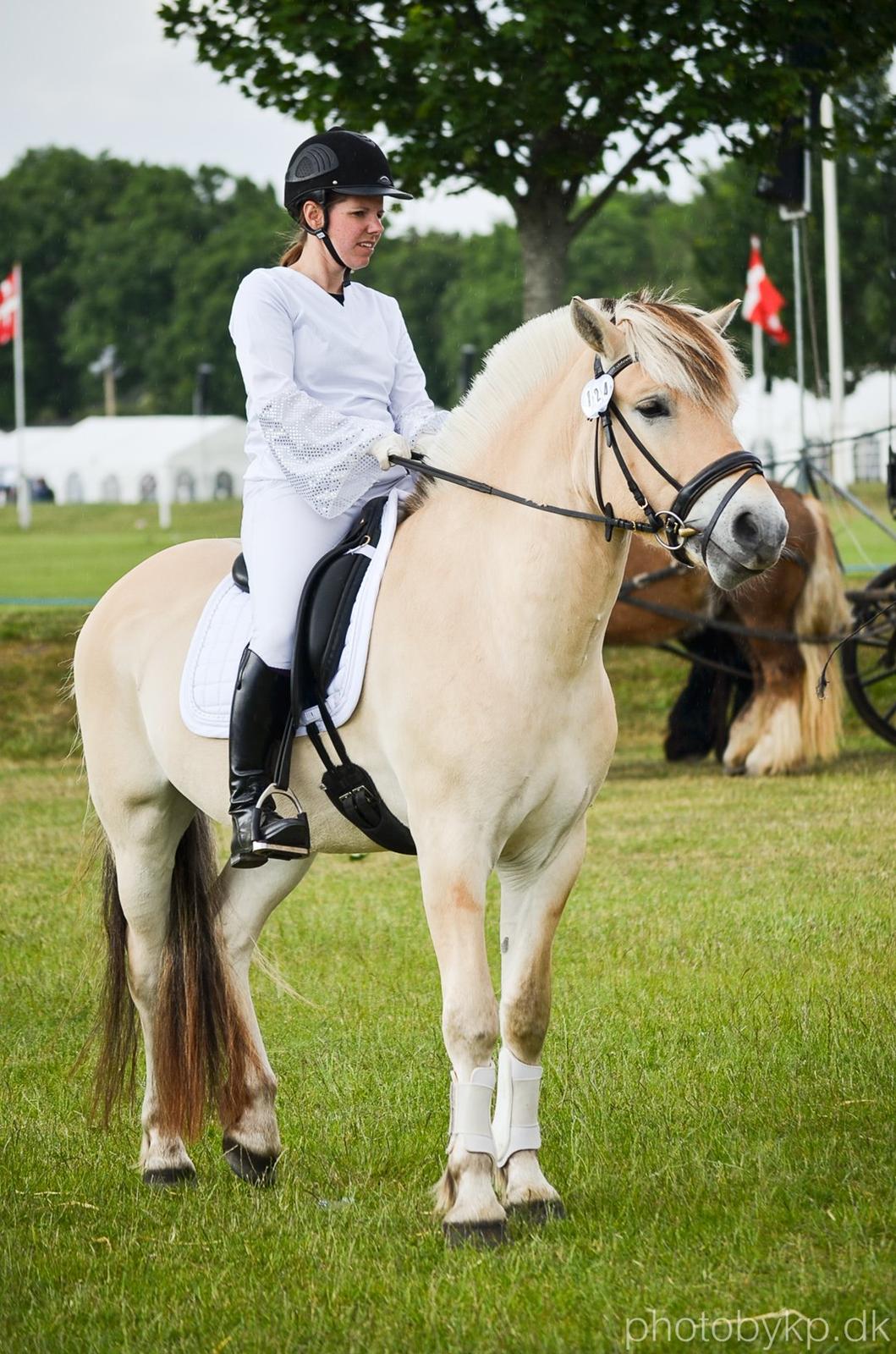 Fjordhest KRAGELUNDS TRYM - 13.06.14 - Trym og jeg klar til at øve gallashow :) billede 39