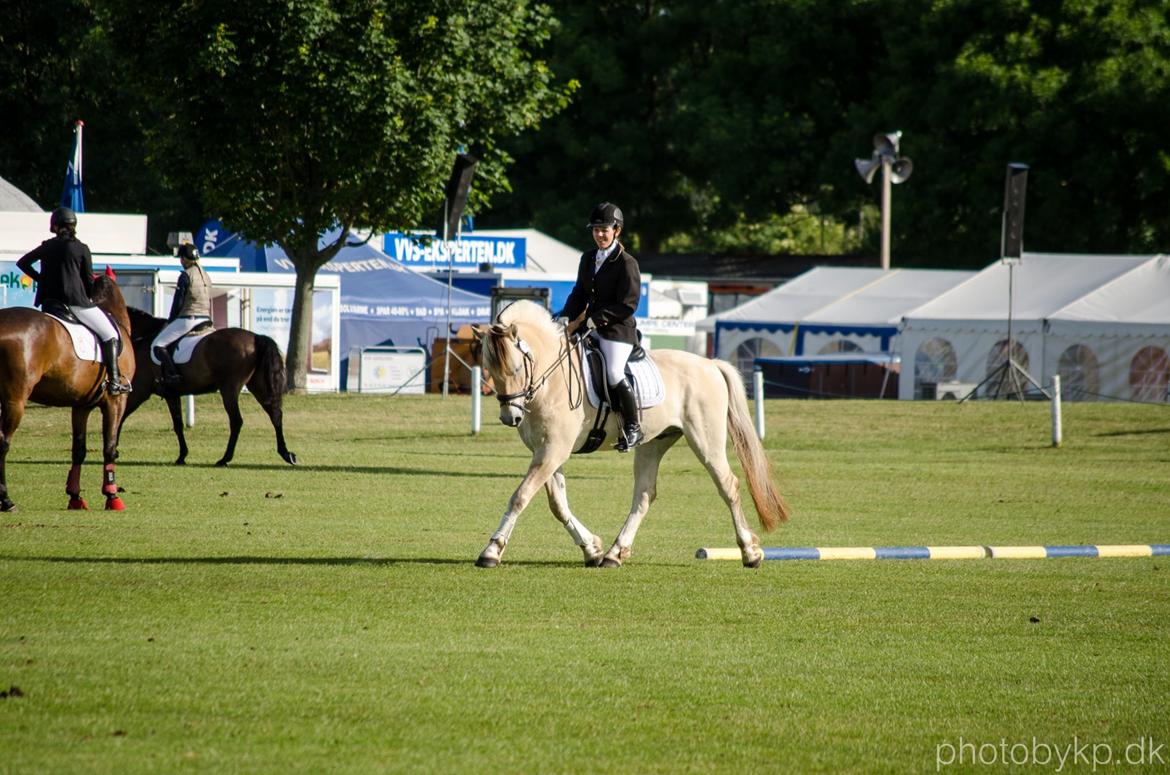 Fjordhest KRAGELUNDS TRYM - 14.06.14 - Trym til brugsklasse i dressur :) billede 41