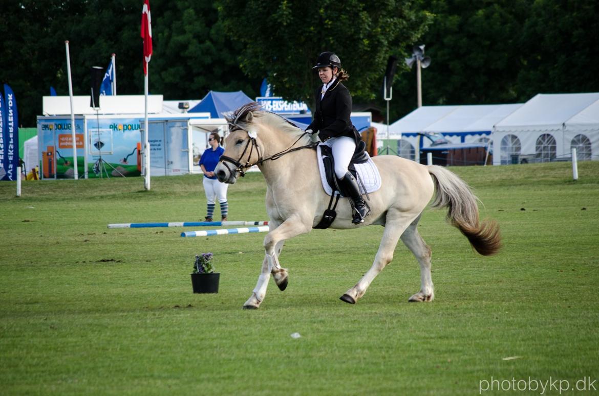 Fjordhest KRAGELUNDS TRYM - 14.06.14 - Trym i galop :) billede 43