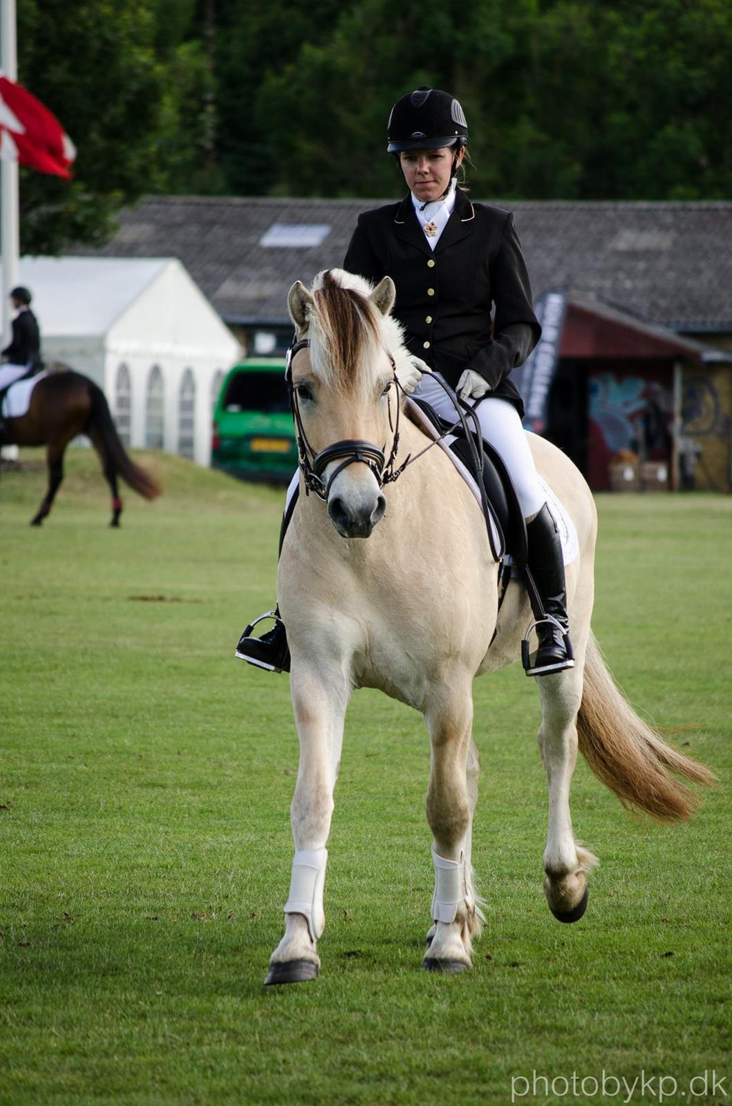 Fjordhest KRAGELUNDS TRYM - 14.06.14 - Brugsklasse i dressur - skridt :) billede 44