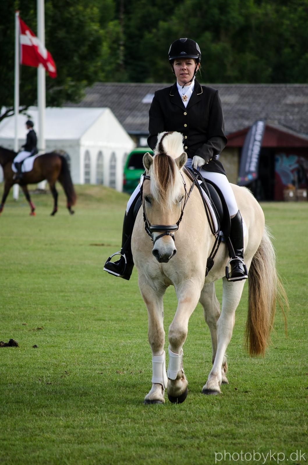 Fjordhest KRAGELUNDS TRYM - 14.06.14 - Brugsklasse i dressur - skridt :) billede 46