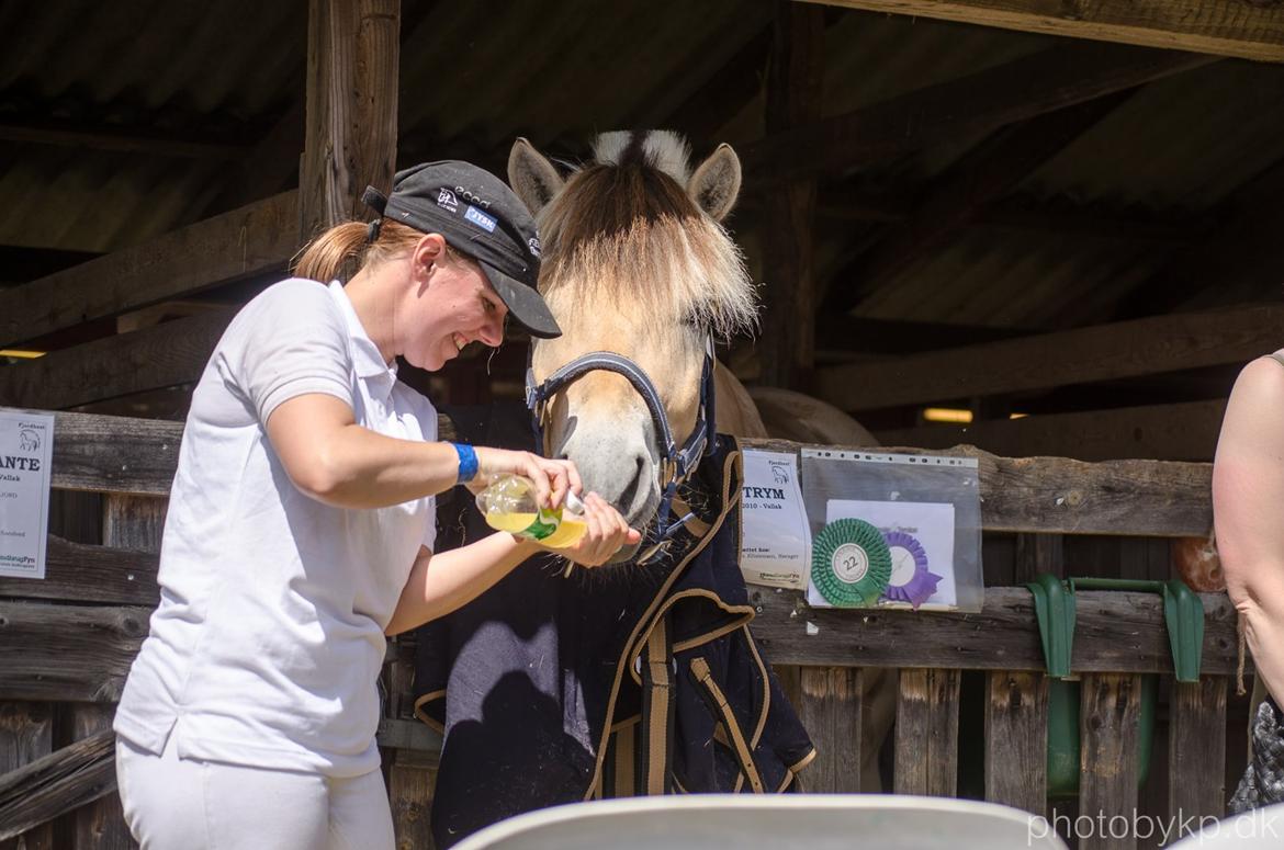 Fjordhest KRAGELUNDS TRYM - 15.06.14 - Trym vil smage sodavand :) billede 47