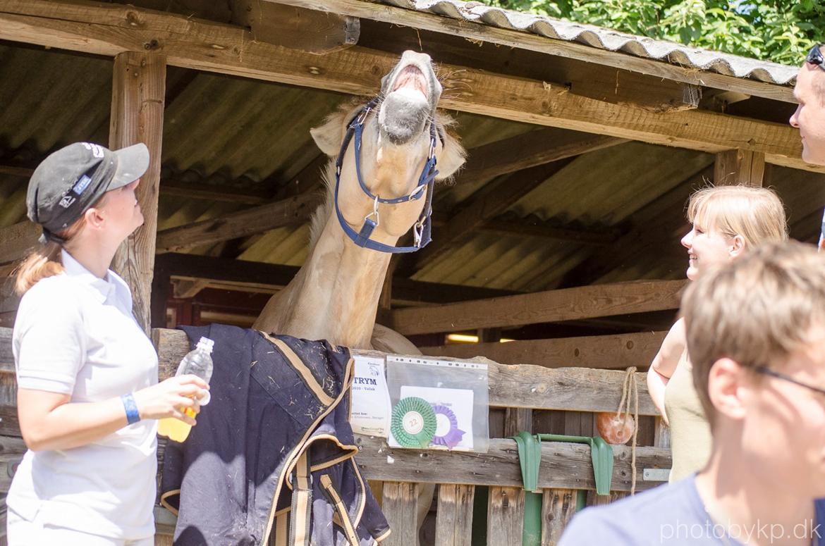 Fjordhest KRAGELUNDS TRYM - 15.06.14 - Og det kunne han ikke lide ;) billede 49
