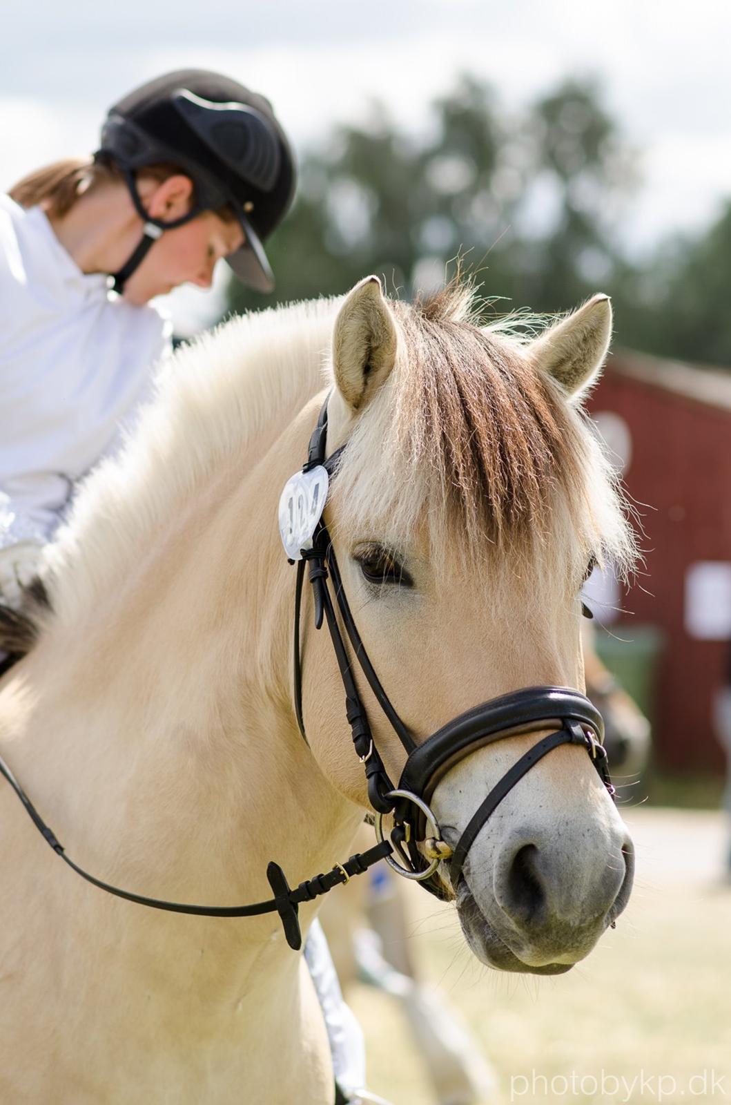 Fjordhest KRAGELUNDS TRYM - 14. juni 2014 - Trym til Det Fynske Dyrskue :) billede 2
