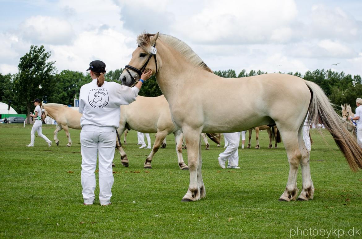 Fjordhest KRAGELUNDS TRYM - 13.06.14 - Trym og jeg venter på vores karakteristik og præmie :) billede 34