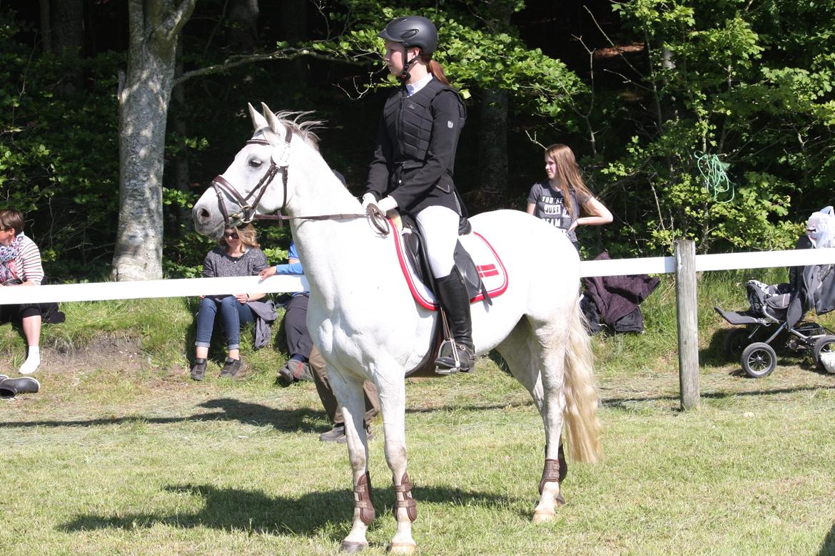 Welsh Partbred (Sec F) Floor billede 17