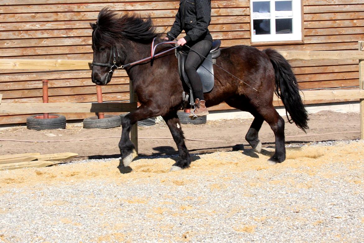 Islænder Askur frá Oddsstöðum I billede 12