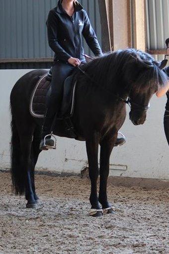 Islænder Askur frá Oddsstöðum I billede 4