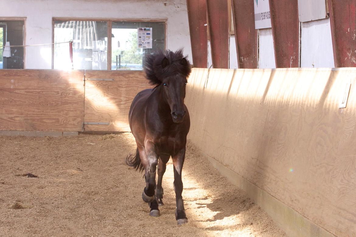 Islænder Askur frá Oddsstöðum I billede 5