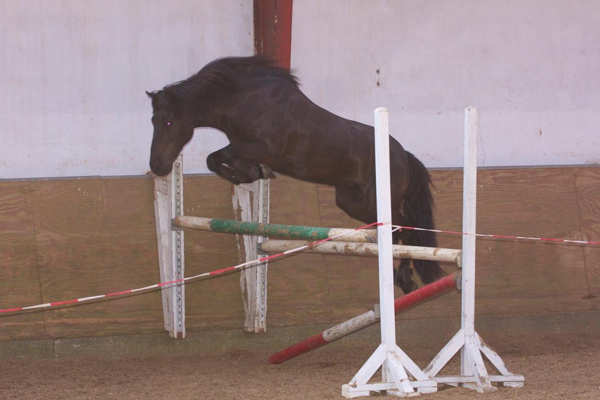 Islænder Askur frá Oddsstöðum I billede 8