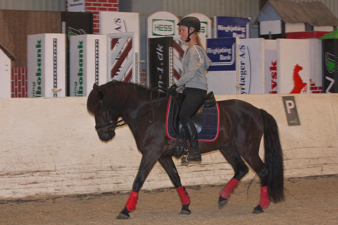 Islænder Askur frá Oddsstöðum I billede 6