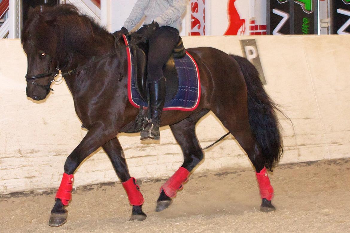 Islænder Askur frá Oddsstöðum I billede 3