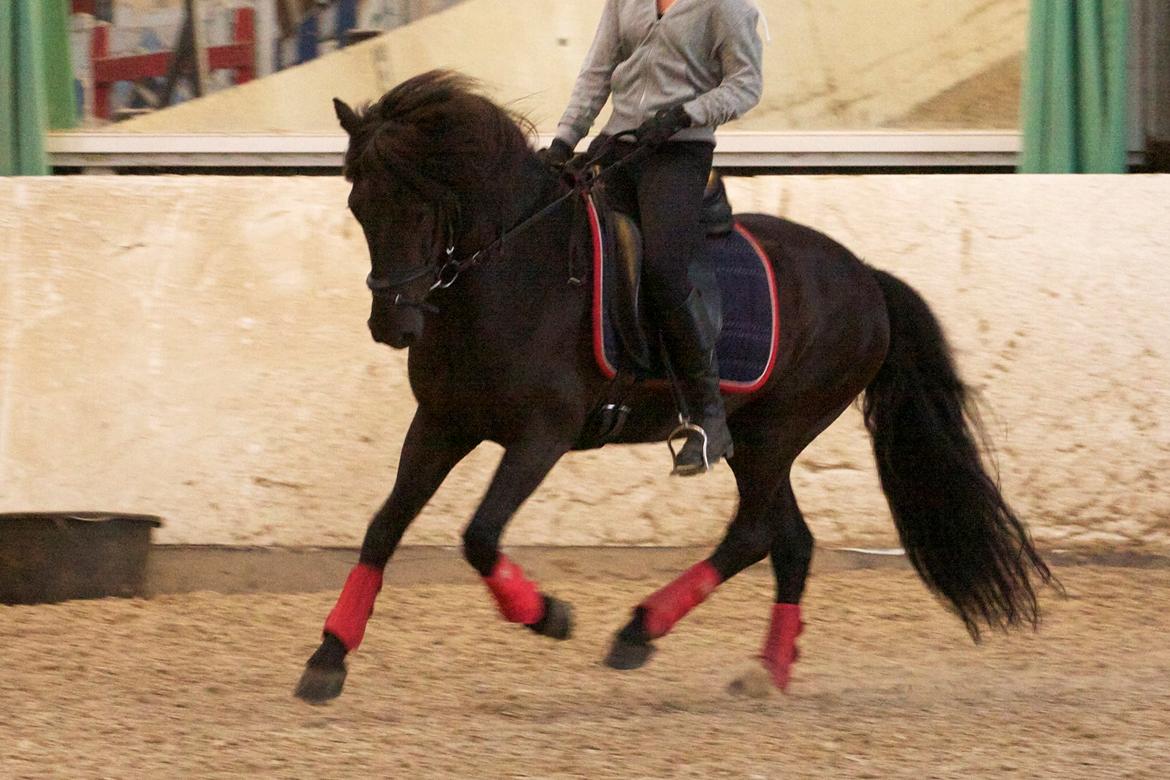 Islænder Askur frá Oddsstöðum I billede 7