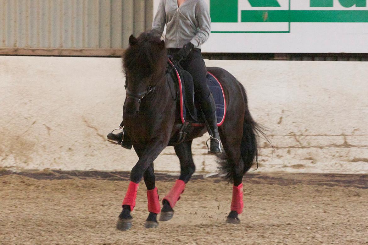 Islænder Askur frá Oddsstöðum I billede 10
