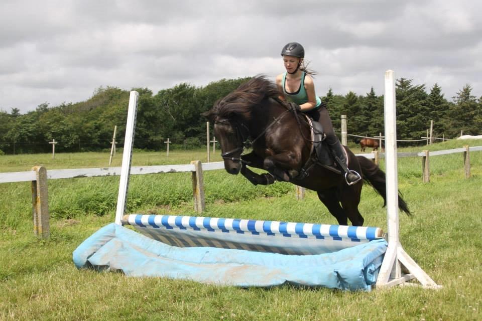 Islænder Askur frá Oddsstöðum I billede 1