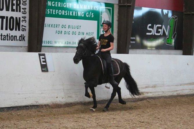 Islænder Askur frá Oddsstöðum I billede 2