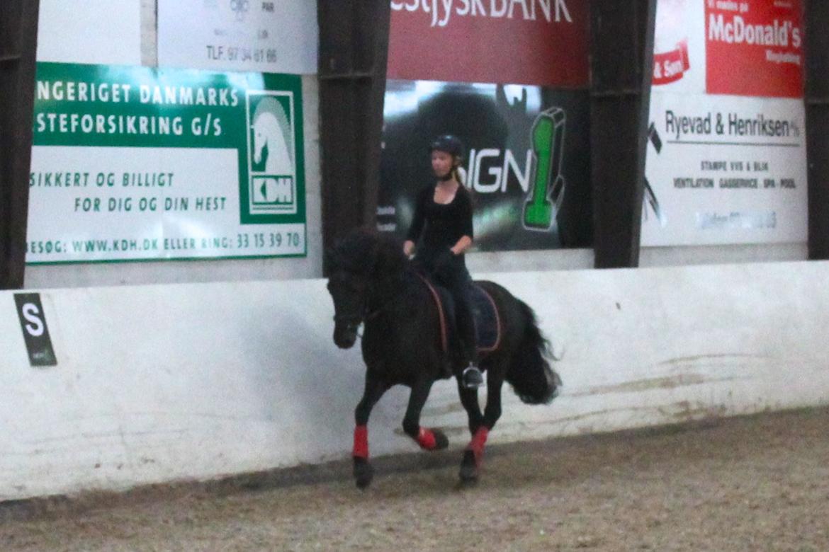 Islænder Askur frá Oddsstöðum I billede 13