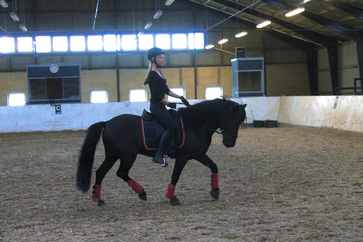 Islænder Askur frá Oddsstöðum I billede 11