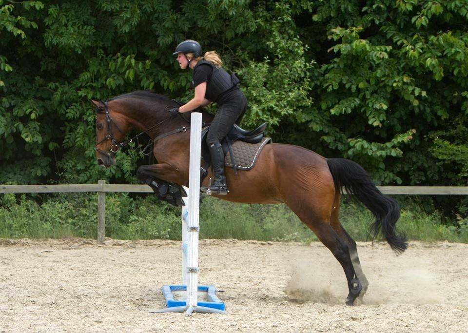 Dansk Varmblod Monopoly - Juni 2014 billede 3