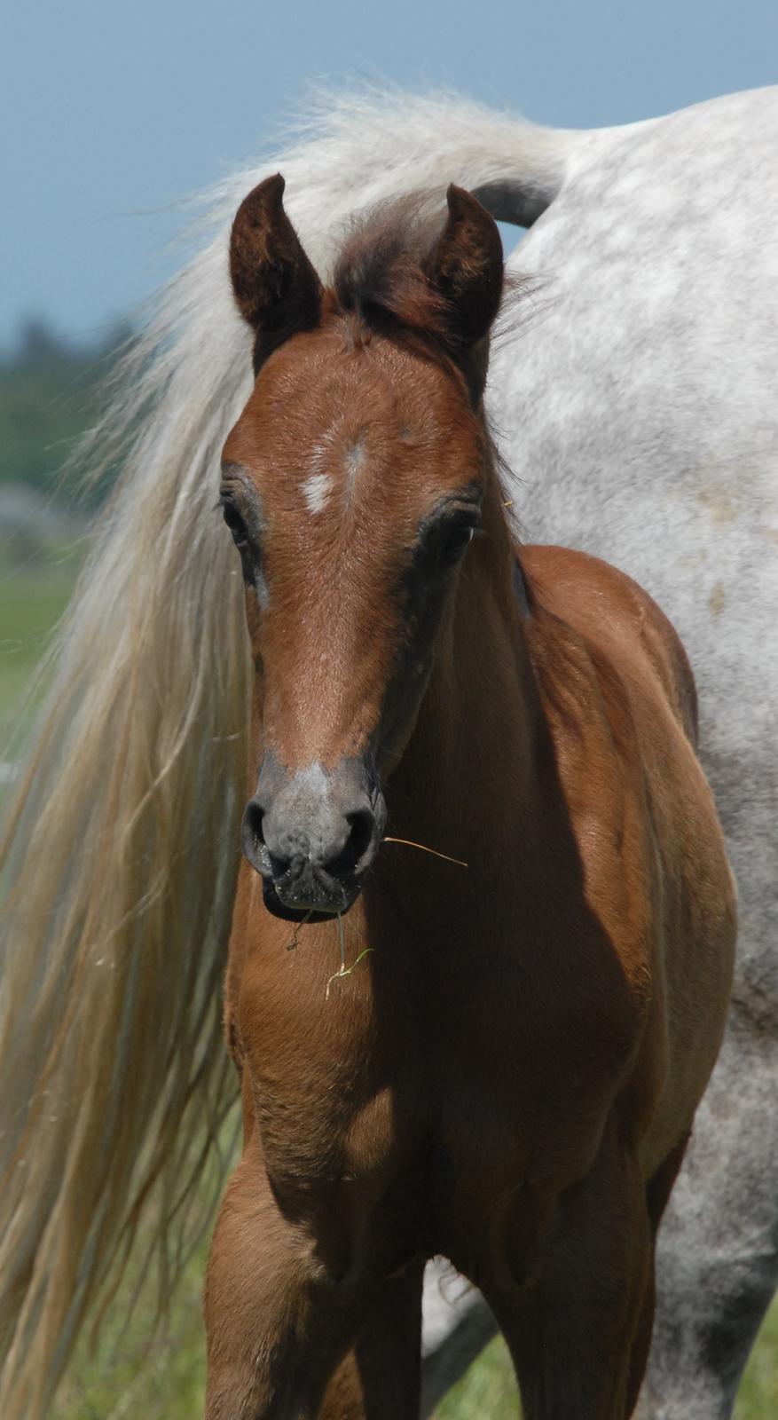 DSP DD Lucky Rapunzel billede 2