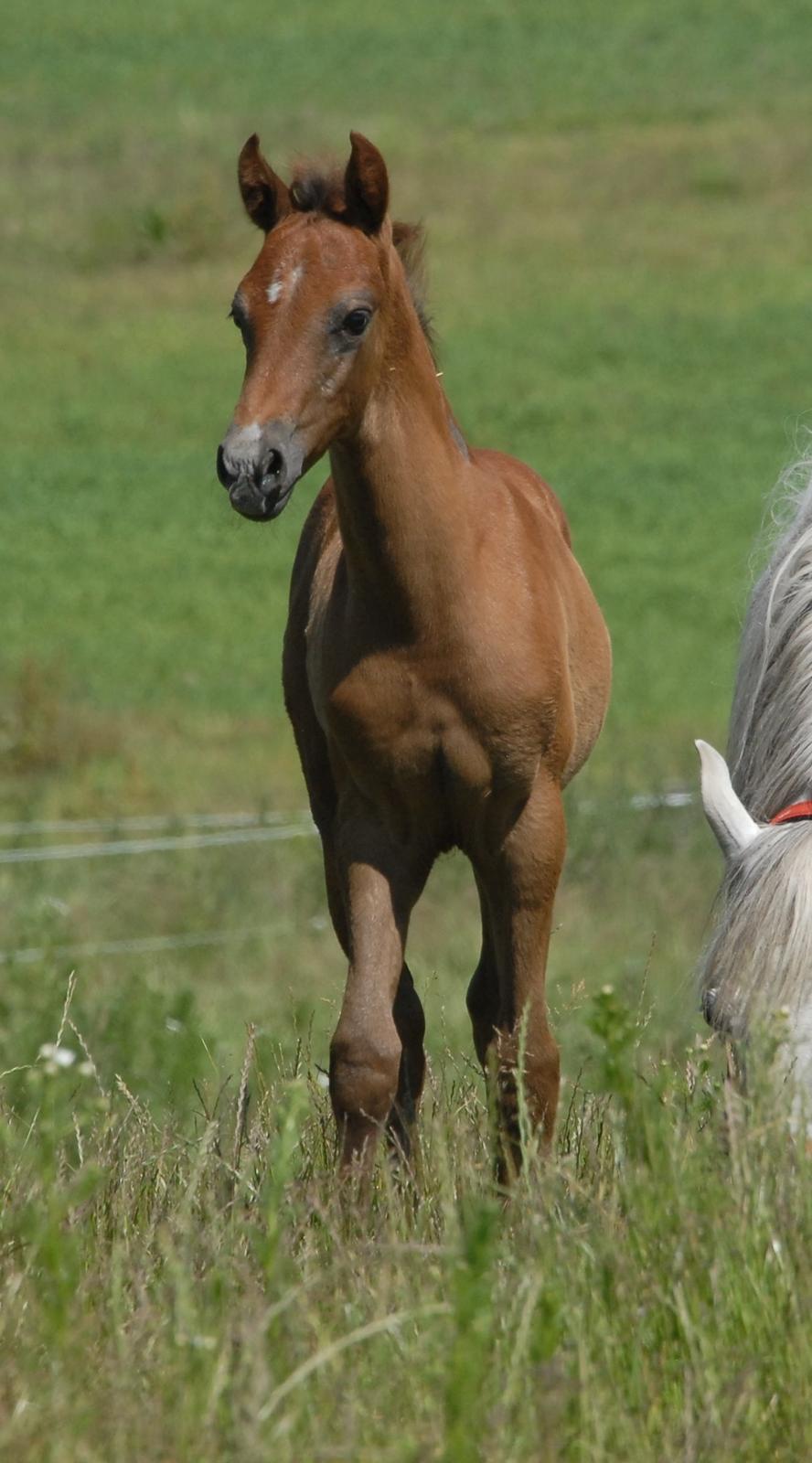 DSP DD Lucky Rapunzel billede 20