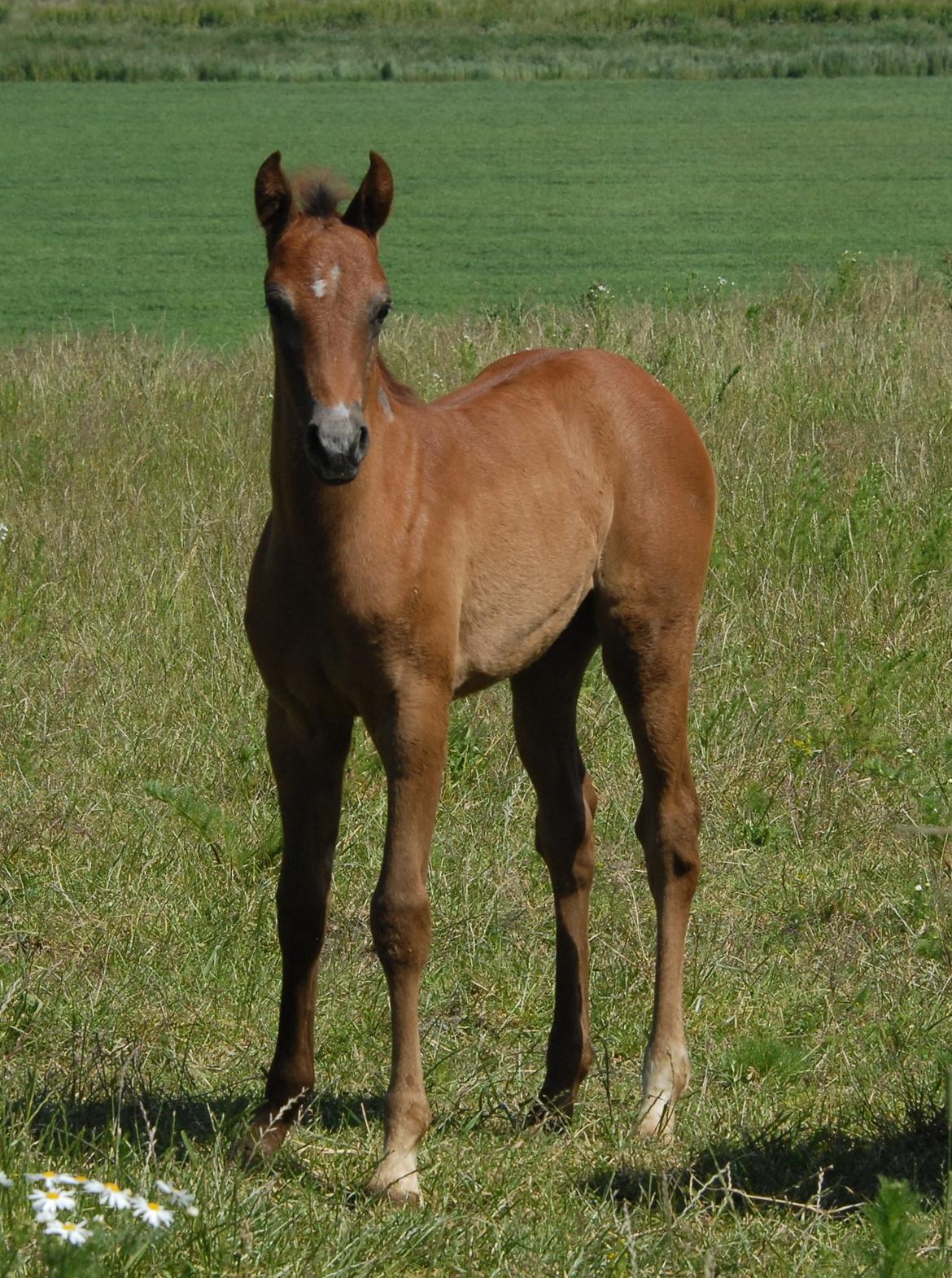 DSP DD Lucky Rapunzel billede 21