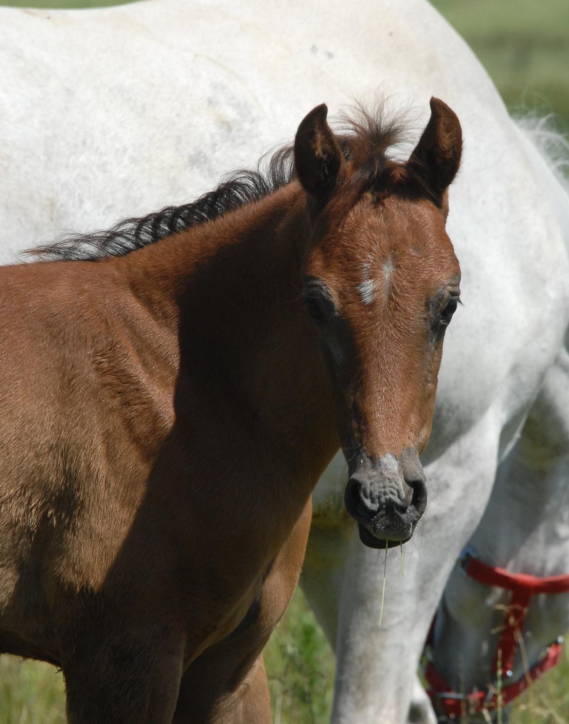 DSP DD Lucky Rapunzel billede 19