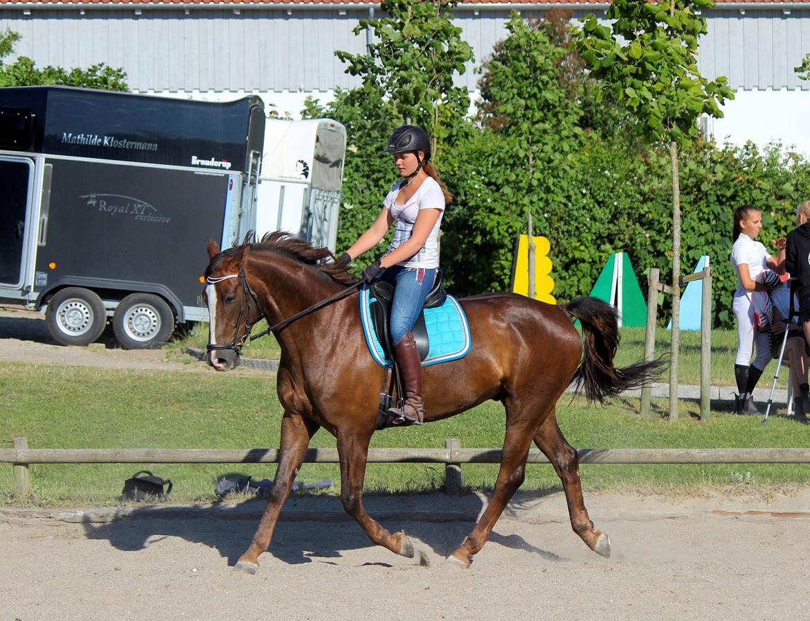 Dansk Varmblod Rascal Egeskov billede 4